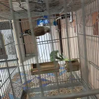 سره قناری قرص بخون قلمی|پرنده|تهران, مولوی|دیوار