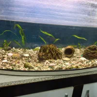 آکواریوم شیشه خم با میز و کلیه وسایل|ماهی|شاهینشهر, نبوت|دیوار