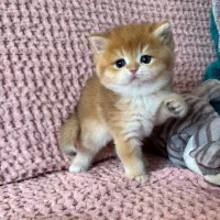 فروشگاه گربه‌های خاص (پرشین اسکاتیش بریتیش)|گربه|تهران, پونک|دیوار