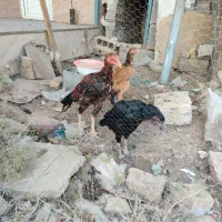 مرغ خروس|حیوانات مزرعه|ری, شهرک نظامی|دیوار