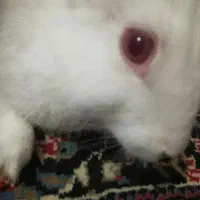 خروس چشم قرمز