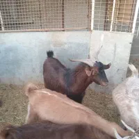 بز نر چپش|حیوانات مزرعه|شاهرود, |دیوار