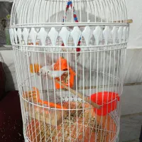 یک جفت فنچ سفید همراه باقفس