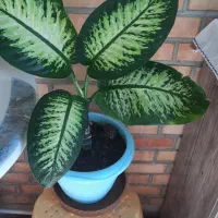 گلدان طبیعی