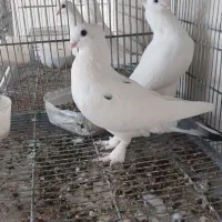 کبوتر بلژیکی