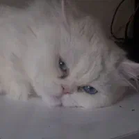 گربه پرشین فلت