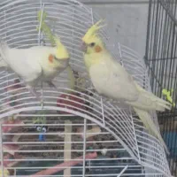 عروس هلندی لوتینو