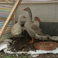 سه عدد غاز برزگ نرو ماده