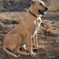 واگذاری ماده سرابی دوساله قد ۸۰ سر کله دار|سگ|اردبیل, |دیوار