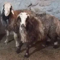 ۲راس نازدار بره تقلی میش آبستن اول مایه