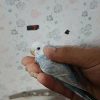 مرغ عشق رینبو و رینبو انگلیسی|پرنده|رشت, پیرکلاچای|دیوار