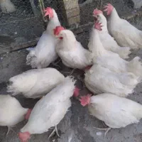 مرغ و خروس یکساله مخصوص سربری و صدقه دادن|حیوانات مزرعه|اصفهان, دستگرده|دیوار