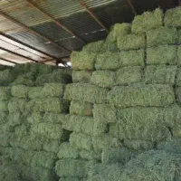 پخش علوفه دام|لوازم جانبی حیوانات|لاهیجان, بازکیاگوراب|دیوار