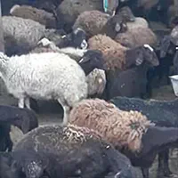 بزرگترین گوسفند فروشی برادران زارعی بدون واسطه|حیوانات مزرعه|مشهد, نوید|دیوار