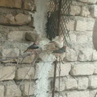 فنچ کینگ