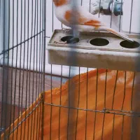 قناری نر موزاییکی بخون