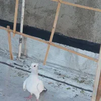 سلام دوتا کبوتر شامی کاکلی ماده درشت بدرنگ نر|پرنده|الوند, |دیوار