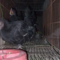 سه عدد جوجه مینیاتوری|حیوانات مزرعه|پارسآباد, |دیوار