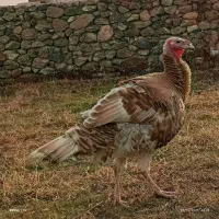 بوقلمون ۱ساله