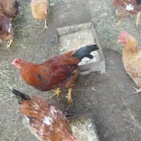 هشت عدد خروس سرحال|حیوانات مزرعه|لاهیجان, گلستان|دیوار