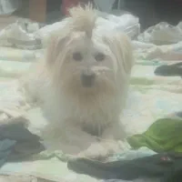 سگ پاکوتاه وپشمالو