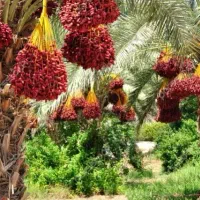 خرما خنیزی