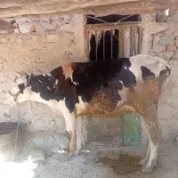 گاو و گوساله