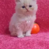 پرشین کت سفید چشم آبی|گربه|رشت, گلسار|دیوار