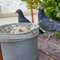 کبوتر بزک پلاکی|پرنده|شیراز, بازار|دیوار