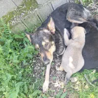 واگذاری سگ رایگان