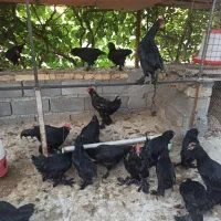 جوجه یه روزه مرندی اصیل