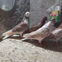 کبوترکشتنی