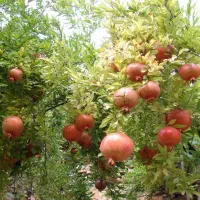 تور یکروزه جلفا باغ انار|تور و چارتر|سراب, |دیوار