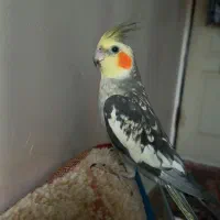 عروس هلندی نر گلباقالی|پرنده|سنقر, |دیوار