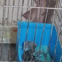 مرغ عشق آبی