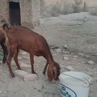 بز فروشی نسل دوتای|حیوانات مزرعه|ایرانشهر, |دیوار