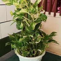 گل پتوس ابلق ( زعفرانی )|گل و گیاه طبیعی|بندر ماهشهر, |دیوار