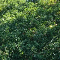 یونجه تازه یک ونیم طناب