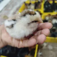 جوجه|حیوانات مزرعه|بندرعباس, |دیوار