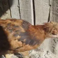 خروس