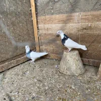 کبوتر طوقی به همراه قفس چوبی بزرگ