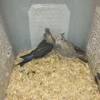 جوجه عروس وایت فیت|پرنده|بهشهر, |دیوار