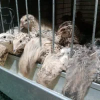 کود بلدرچین