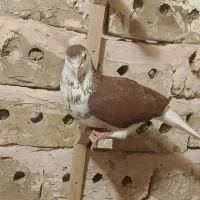 کبوتر
