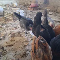 مرغ خروس|حیوانات مزرعه|شیراز, شهرک صنعتی شیراز|دیوار