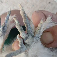 نیمچه مرغ وخروس ابریشمی|حیوانات مزرعه|شیراز, شهرک سراج‎|دیوار