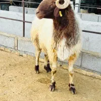 خرید و فروش دام سلطان اباد. مهدی اباد. ابریشم