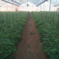 کار در گلخانه