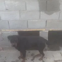 ی قلاده سگ به فروش میرسد