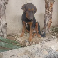 میکس ژرمن و روتوایلر